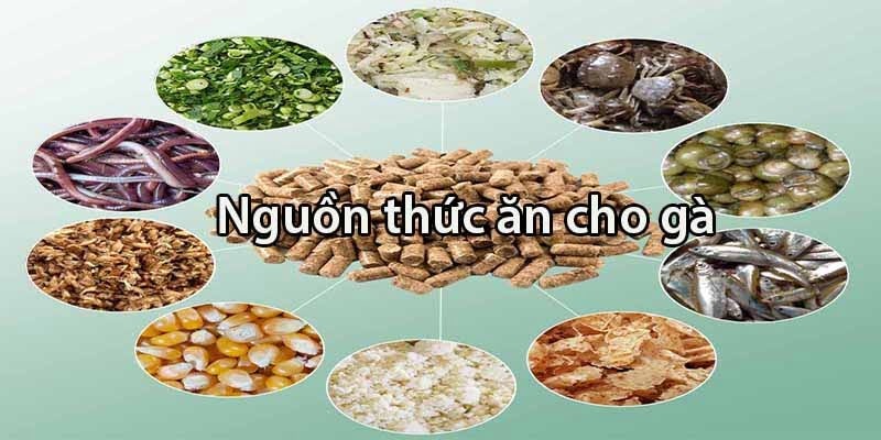 Dinh dưỡng và luyện tập cho chiến kê