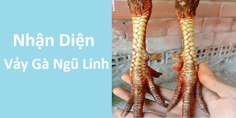 Nhận diện vảy gà ngũ linh